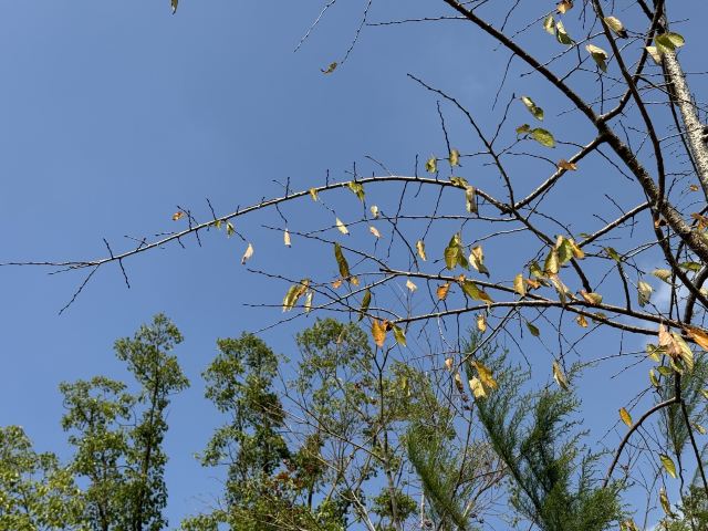 上海植物园旅行图片 5