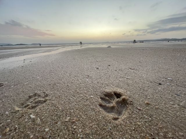 龙王头海滩旅行图片 1
