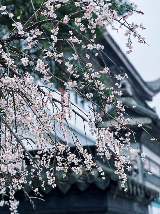 梅园公园旅行图片 2