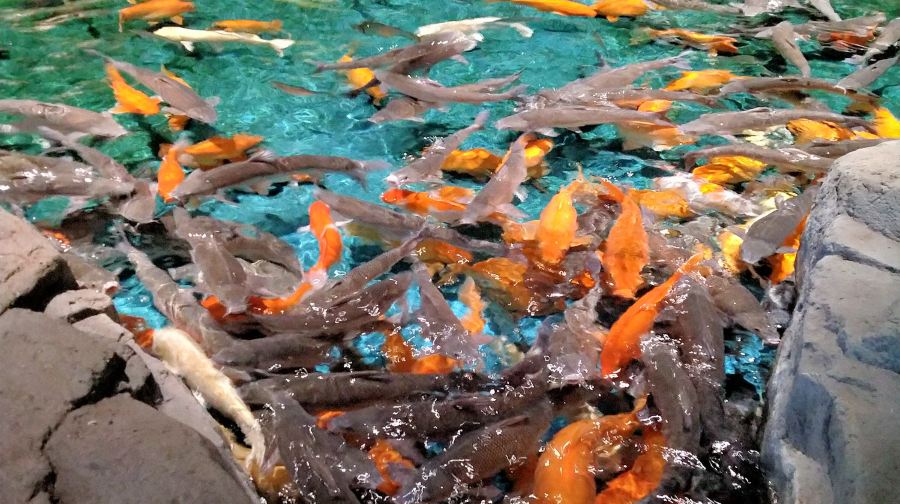 湖口县水族馆