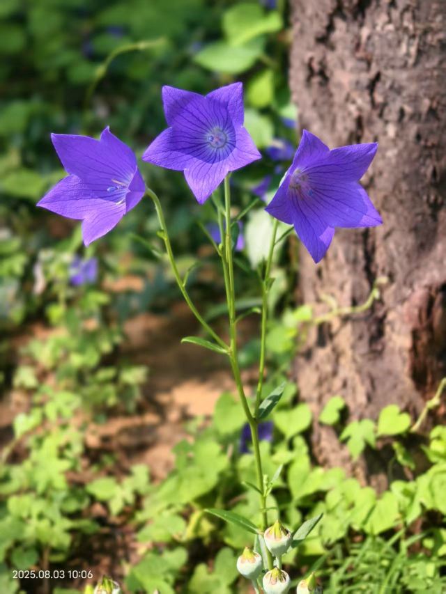 老山城市休闲公园旅行图片 6