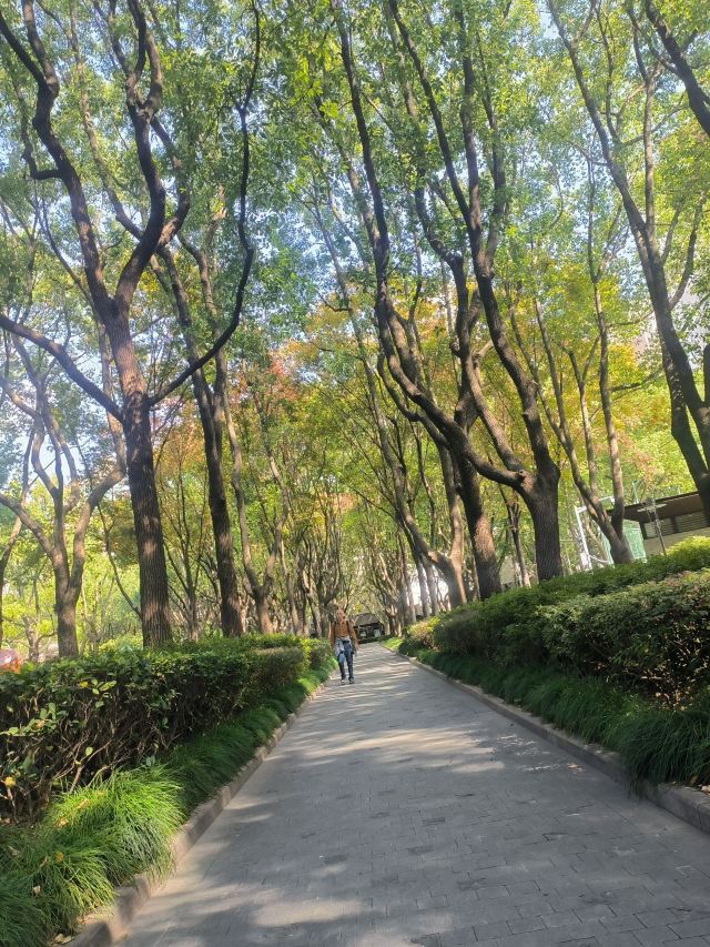 徐家汇公园旅行图片 2