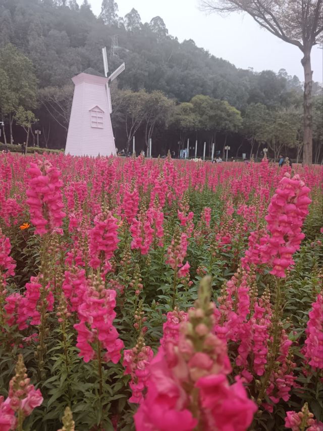 顺峰山公园旅行图片 1