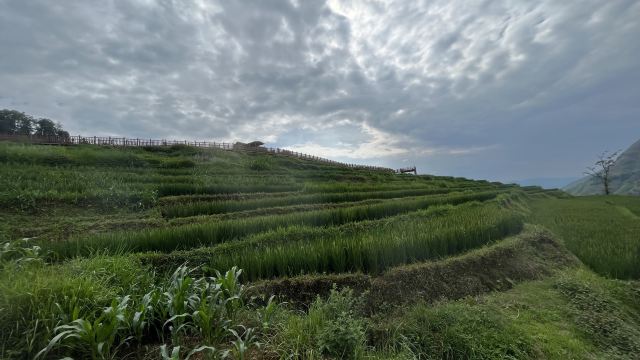 新山梯田旅行图片 6
