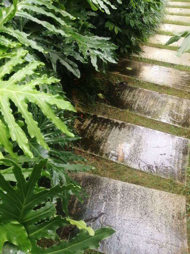 南宁市金花茶公园旅行图片 4