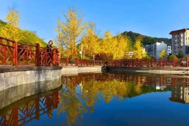 银杏公园旅行图片 1