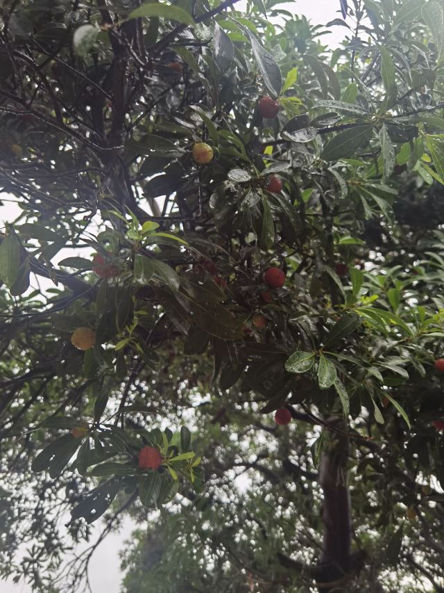 白茶原·安吉白茶观景平台旅行图片 2