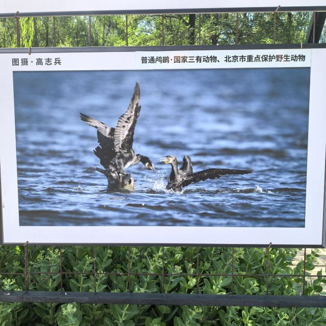 野鸭湖国家湿地公园旅行图片 9