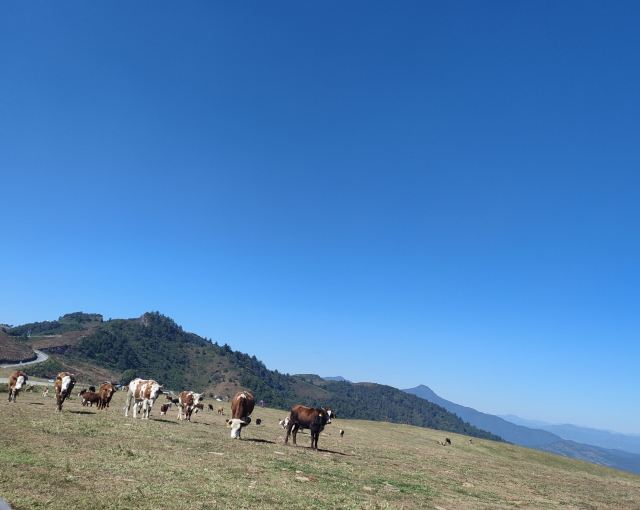 东山国际康养度假区旅行图片 2