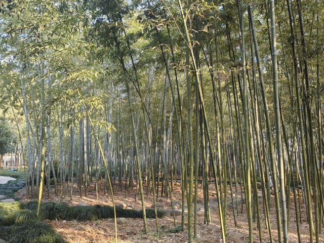 古城公园旅行图片 1