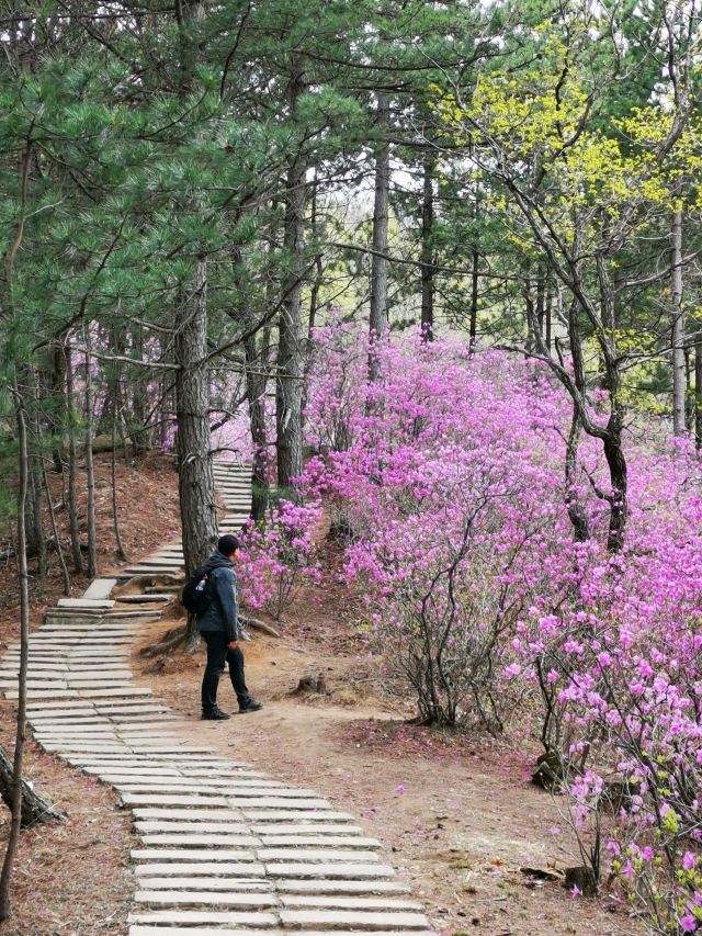 杜鹃山景区旅行图片 6