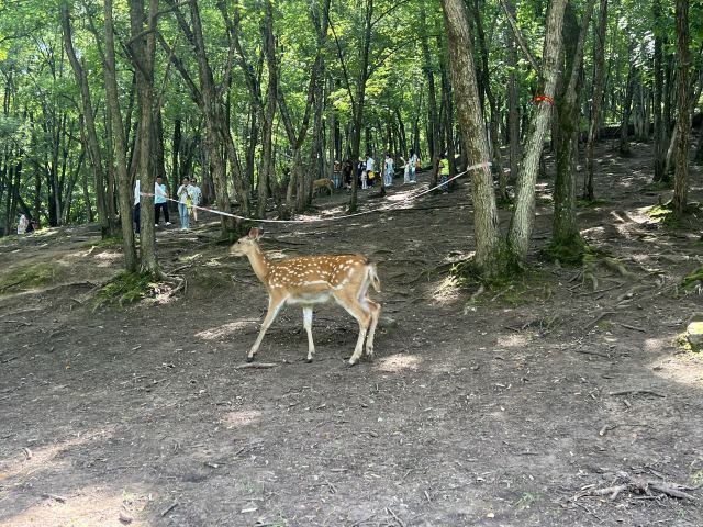 飞泷金山鹿苑旅行图片 3