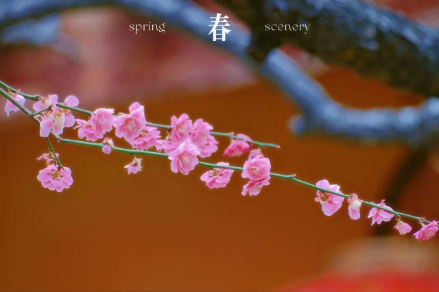 湖州铁佛寺旅行图片 5