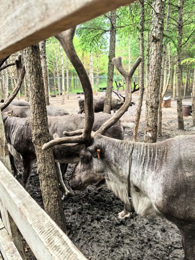 乌兰布统达瓦鄂温克驯鹿部落旅行图片 6