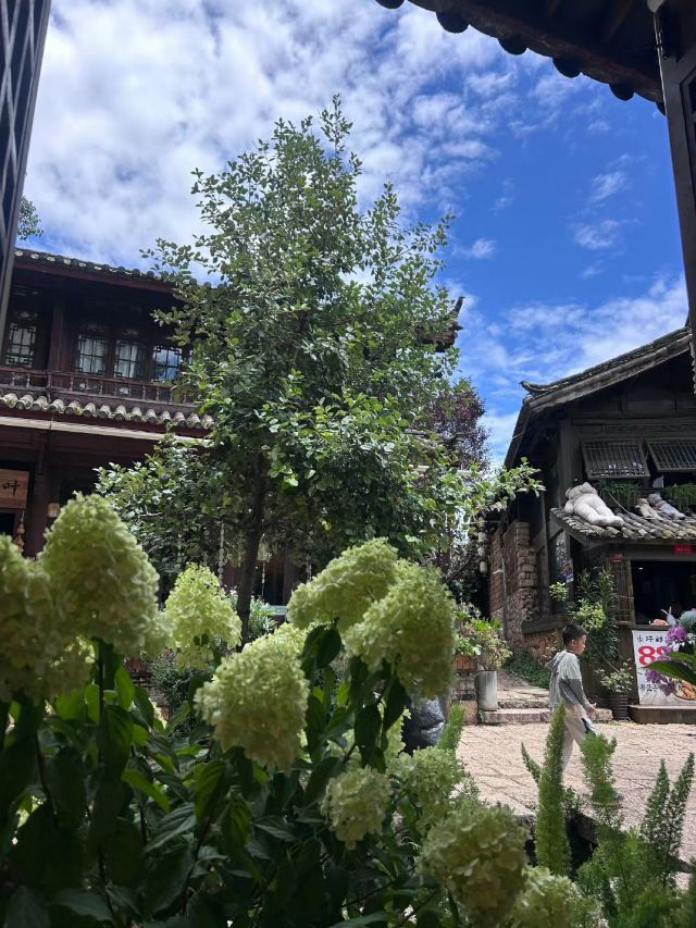 束河古镇旅行图片 6