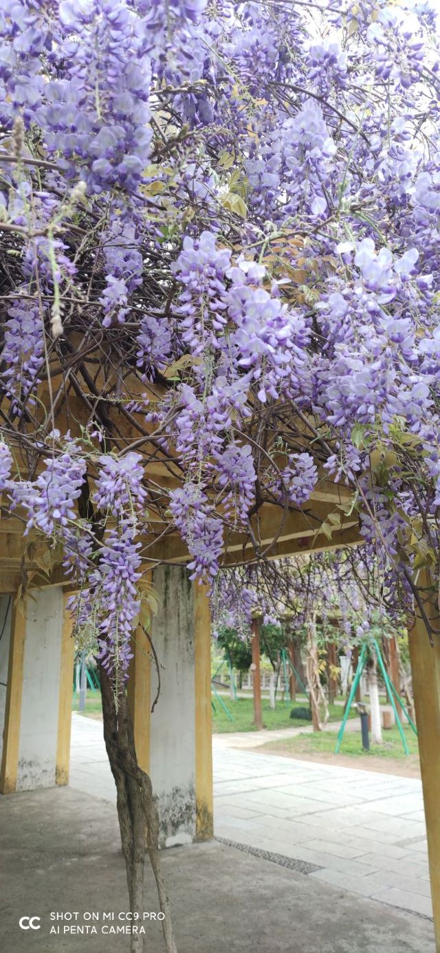 南溪山公园旅行图片 4