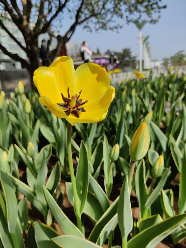 石家庄植物园旅行图片 4