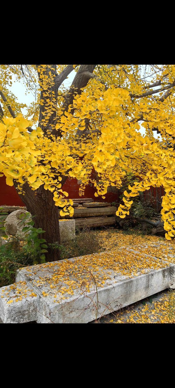 真觉寺旅行图片 4