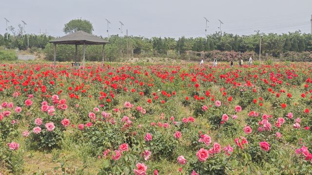 新乡潞王陵景区旅行图片 1