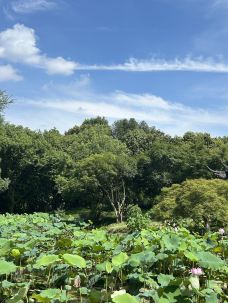 杭州西湖风景名胜区杭州花圃-杭州-无滤镜实拍旅行