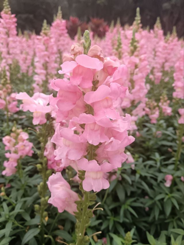 顺峰山公园旅行图片 6