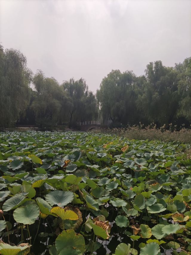 柳荫公园旅行图片 5