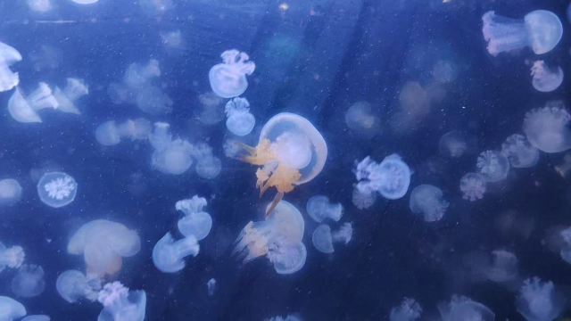 邯郸·海洋世界旅行图片 1
