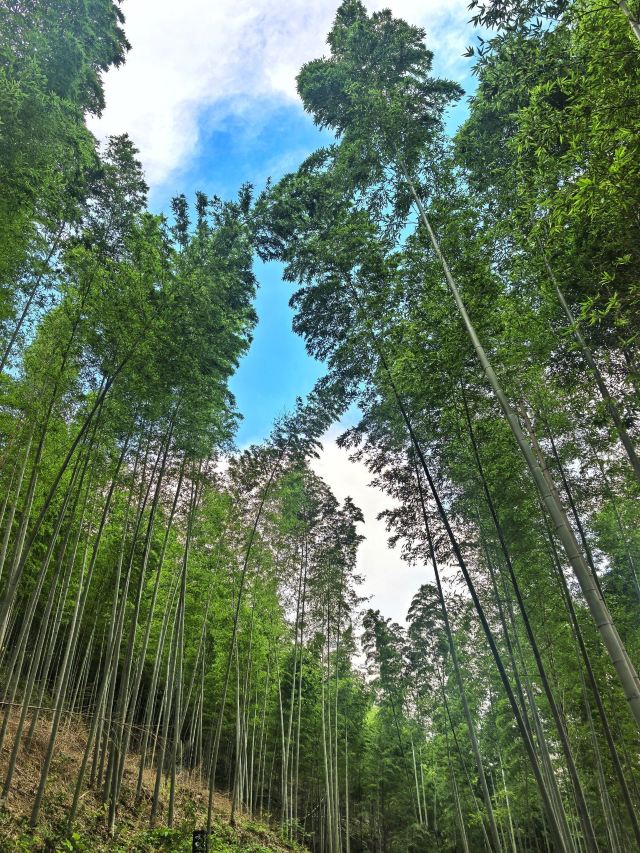 笄山竹海旅行图片 5