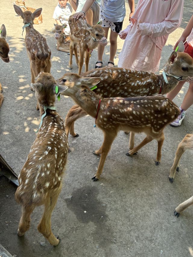 长春市动植物公园旅行图片 3