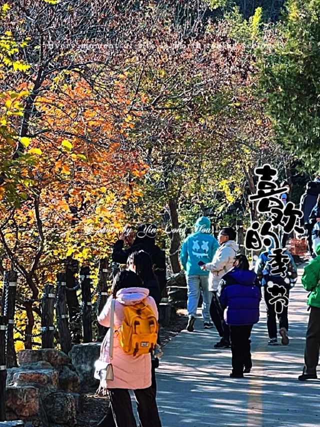 百望山森林公园旅行图片 2