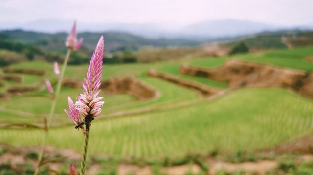 牙胡梯田景区旅行图片 2