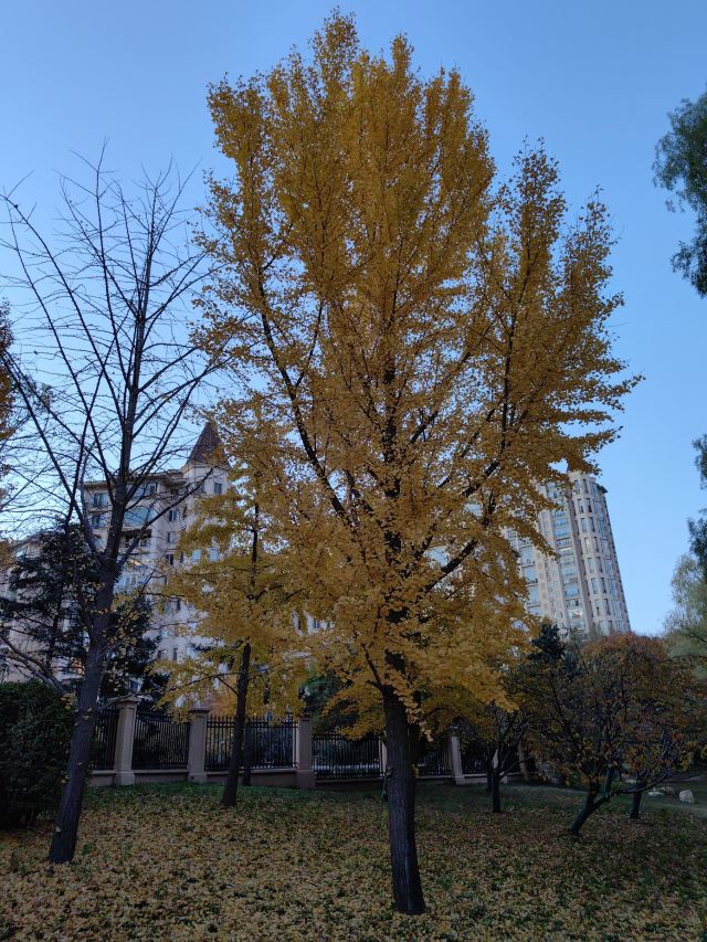 星河湾生态公园旅行图片 3