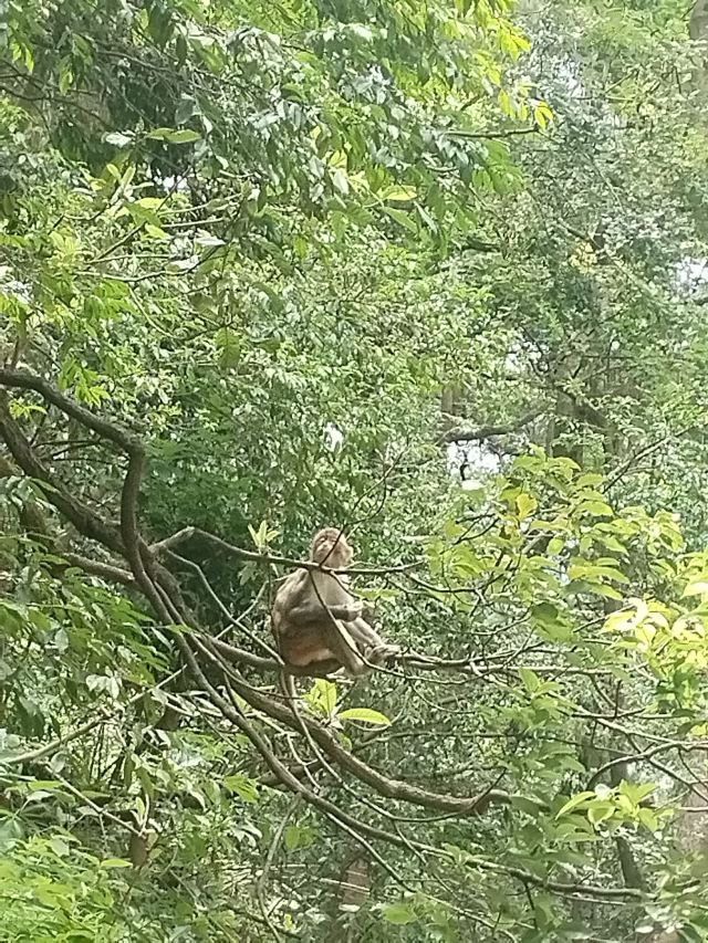 黔灵山公园旅行图片 2