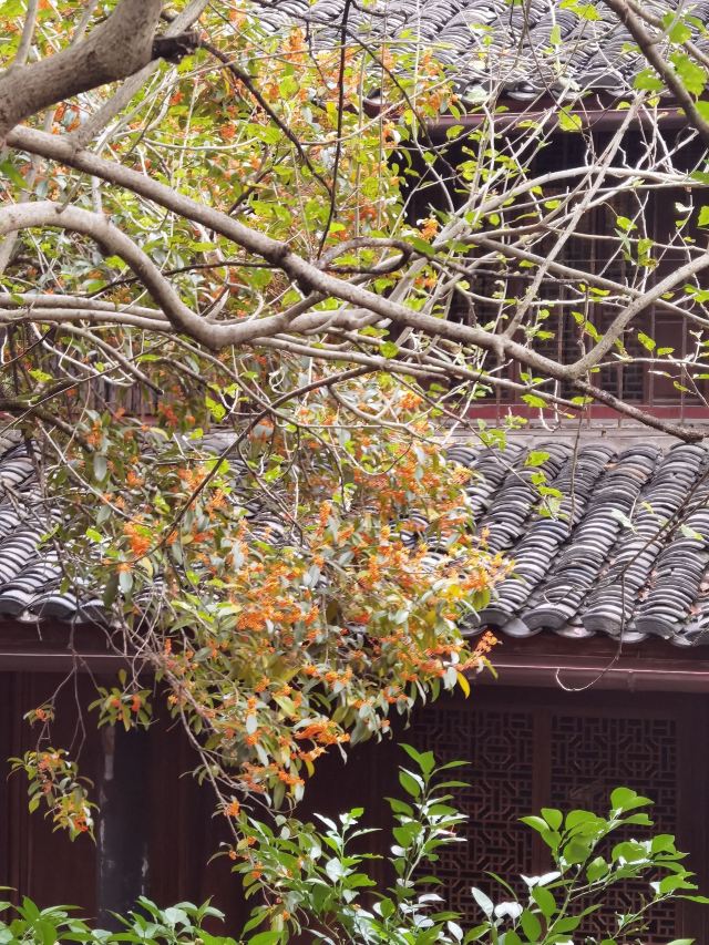 天一阁·月湖旅行图片 9