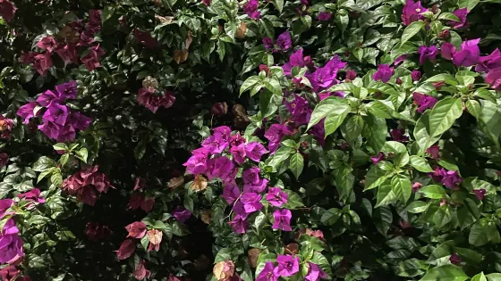 沐川濕地公園