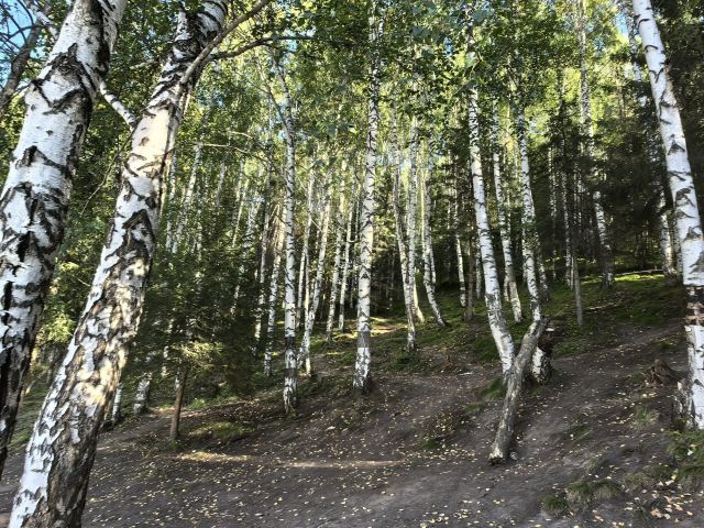 白桦林旅行图片 3