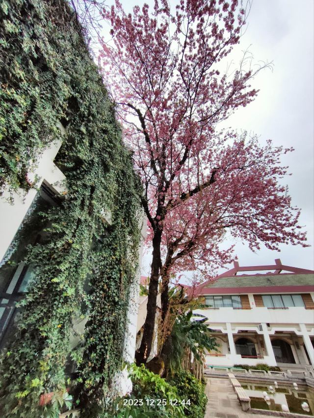 世界园艺博览园旅行图片 9