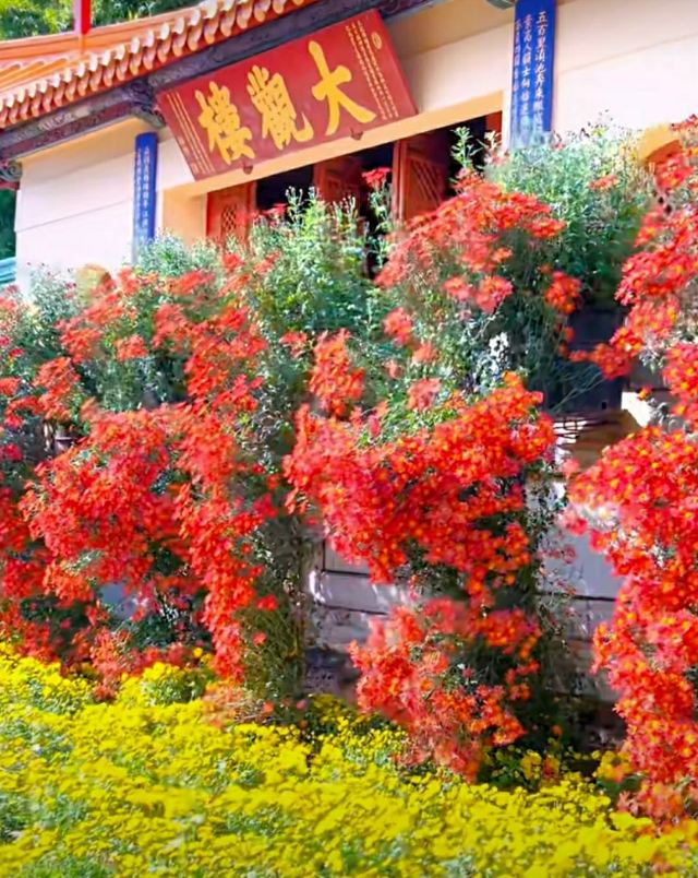 大观公园旅行图片 1