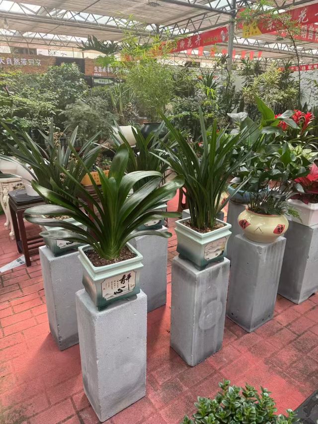 邯郸植物园旅行图片 3