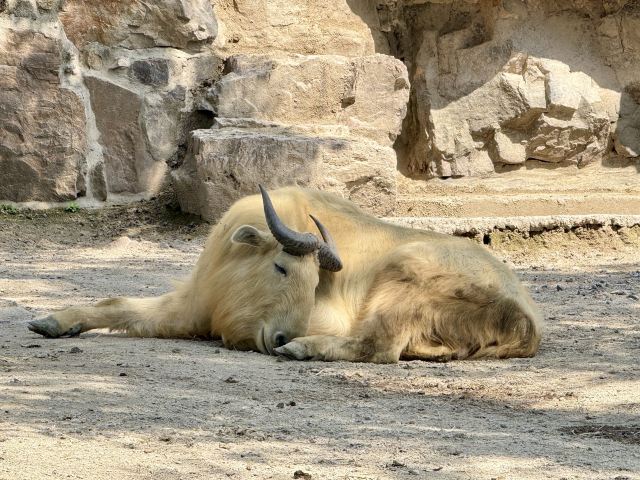 上海野生动物园旅行图片 5