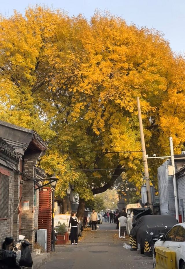 北锣鼓巷旅行图片 1