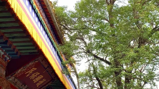 塔爾寺-菩提樹