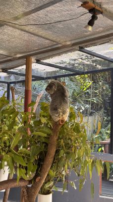 库兰达考拉花园-库兰达-YoYo_0W6L9G6L