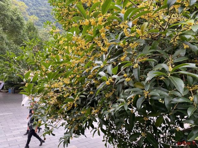 黔灵山公园旅行图片 1