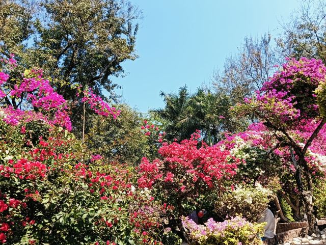 曼听御花园景区旅行图片 3