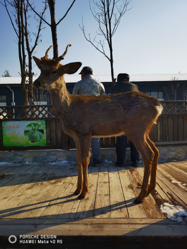 牡丹江珍稀动物园旅行图片 1