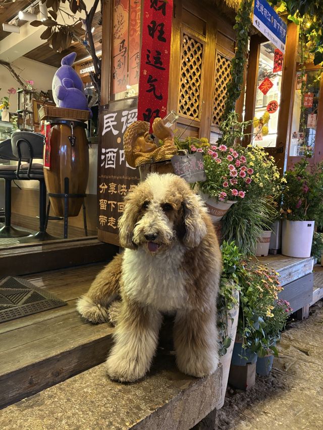 丽江古城旅行图片 3
