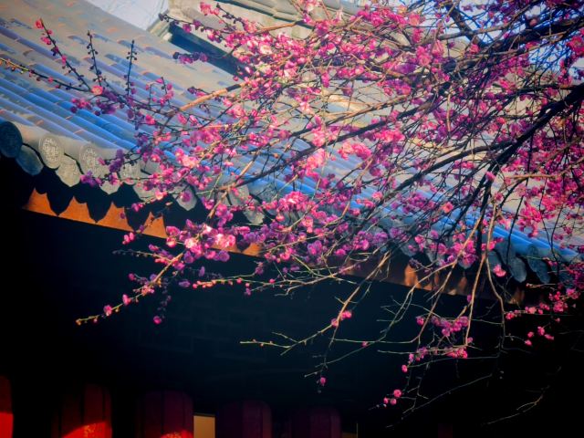 湖州铁佛寺旅行图片 5