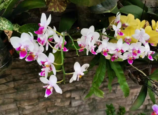 石家庄植物园旅行图片 3