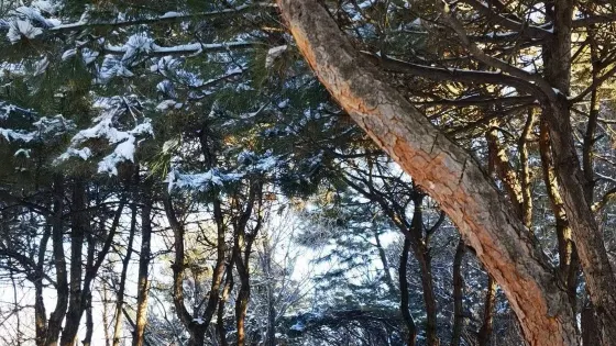 綉龍森林公園